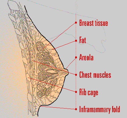 Female breast labelling Diagram